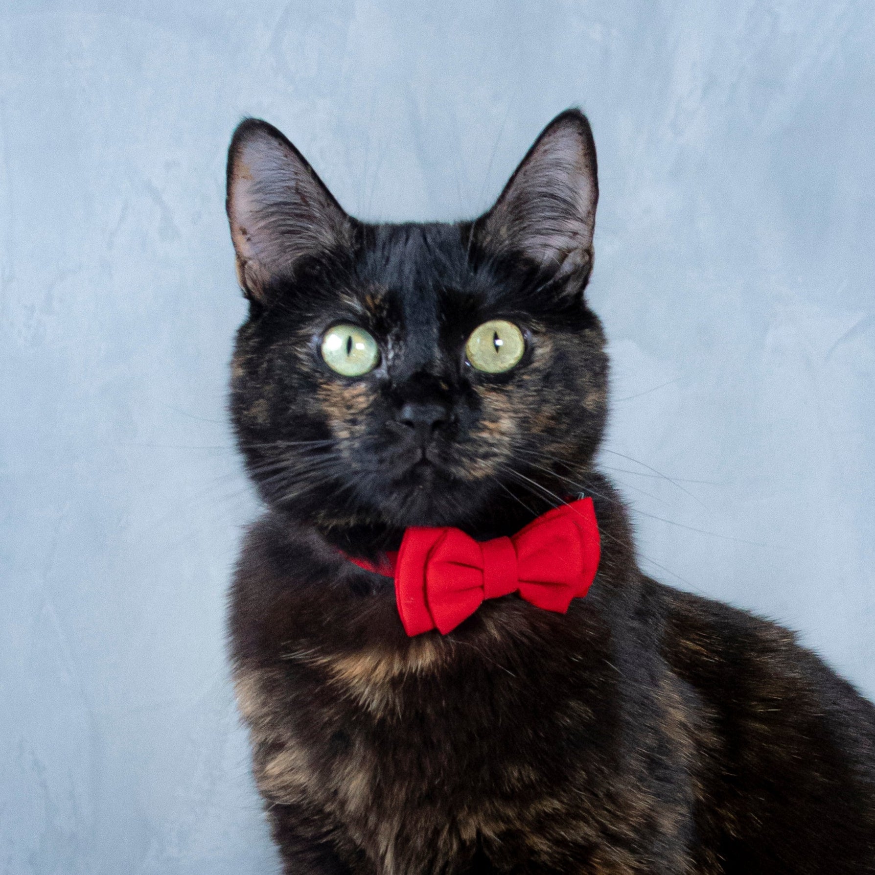 Corbatin rojo para gatos