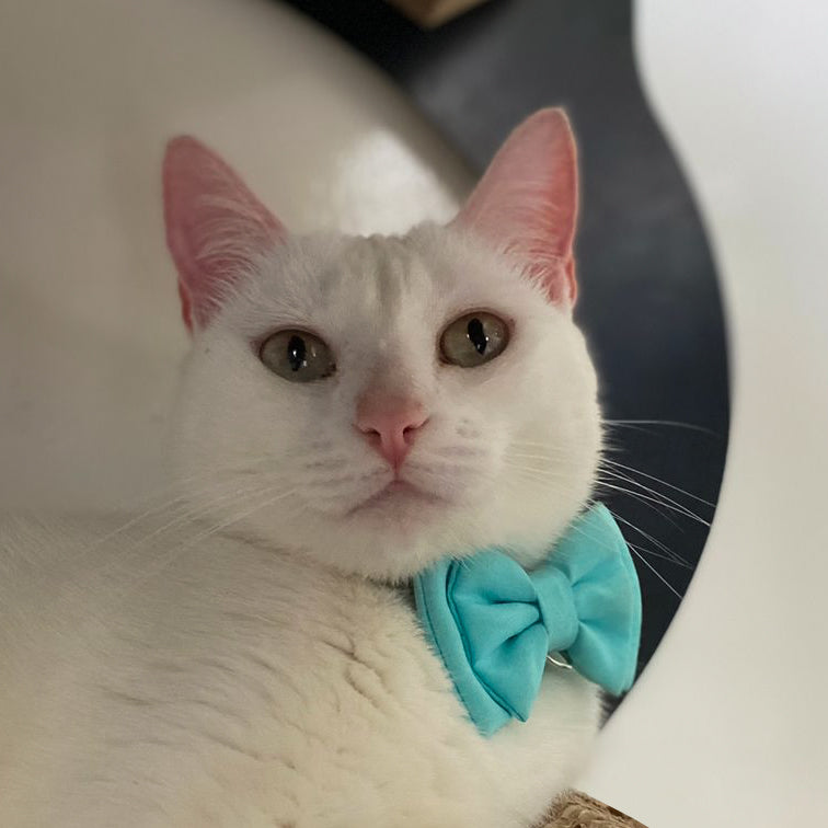 Corbatín para gatos aguamarina elegante formal broche seguridad ajustable mascota