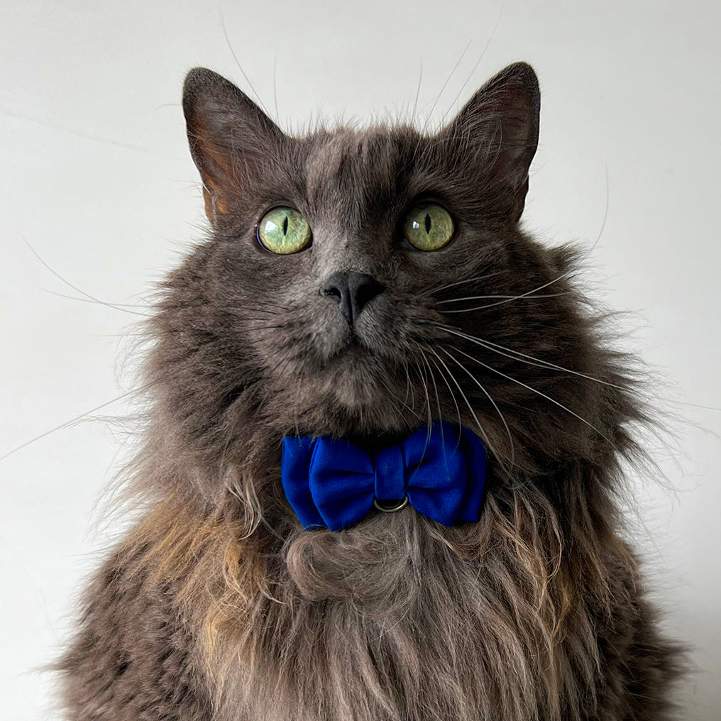 Corbatín para gatos azul rey unicolor seguridad broche anti ahorcamiento ajustable para gatos