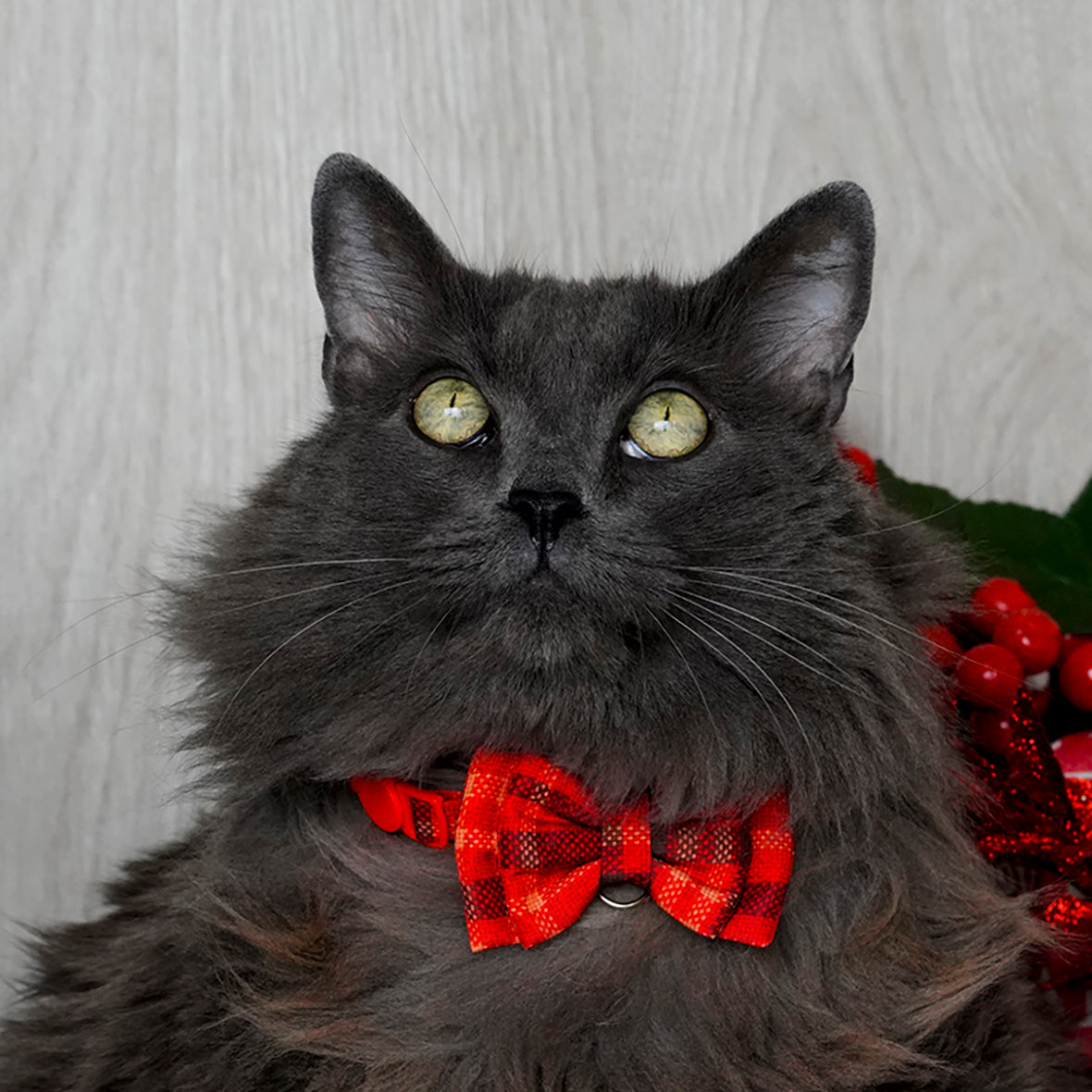Corbatín Holiday para gatos corbatín de navidad