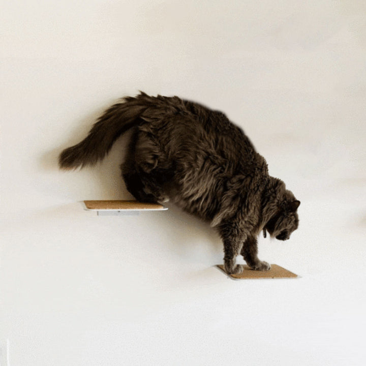 gimnasio para gatos