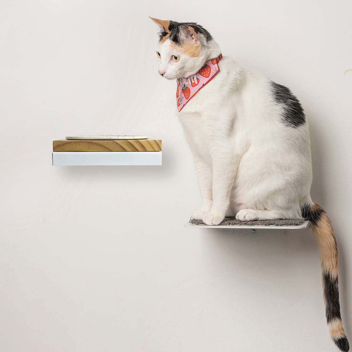 Comedero elevado de pared para gatos con plato de cerámica