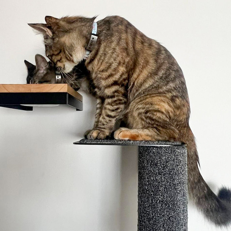 Comedero elevado de pared para gatos con plato de cerámica