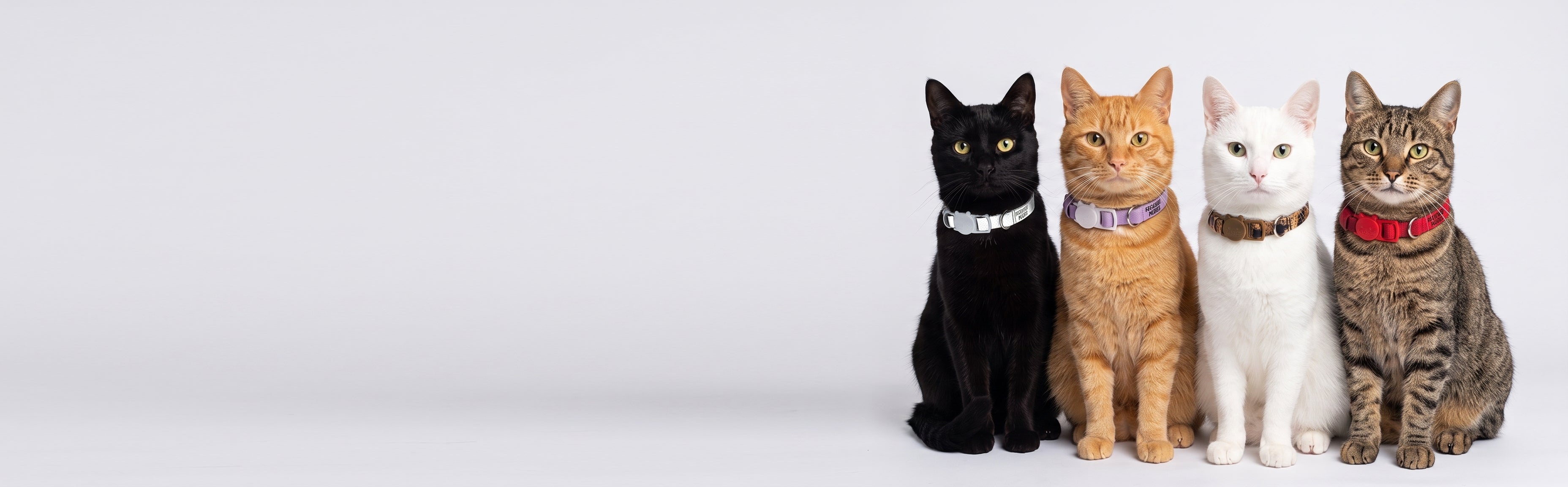 NUEVOS COLLARES <br>
DE CUERO VEGANO