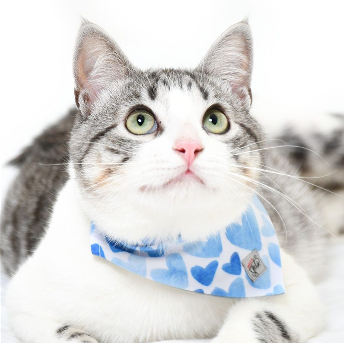 pañoleta para gatos 