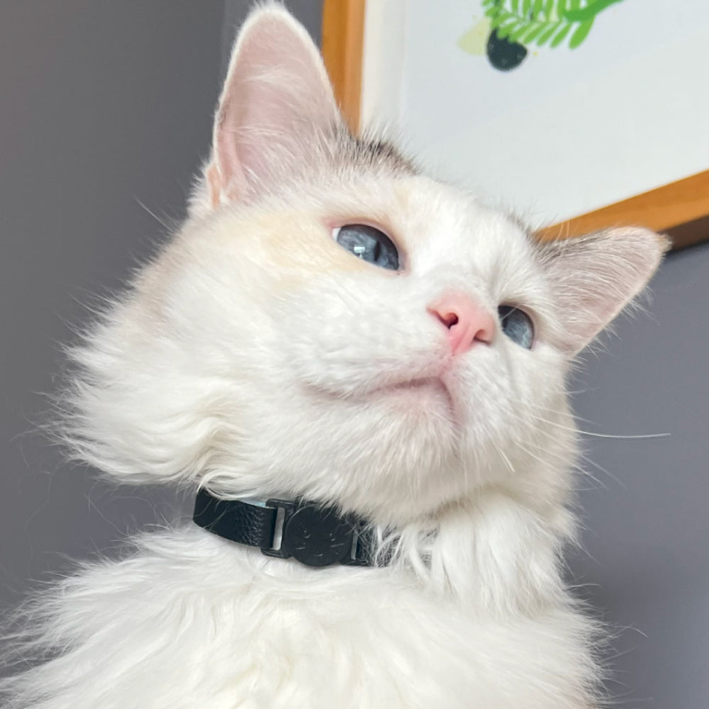 Collar para gatos