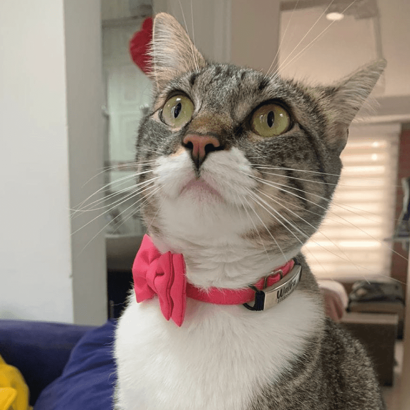 Corbatín  para gatos rosado.