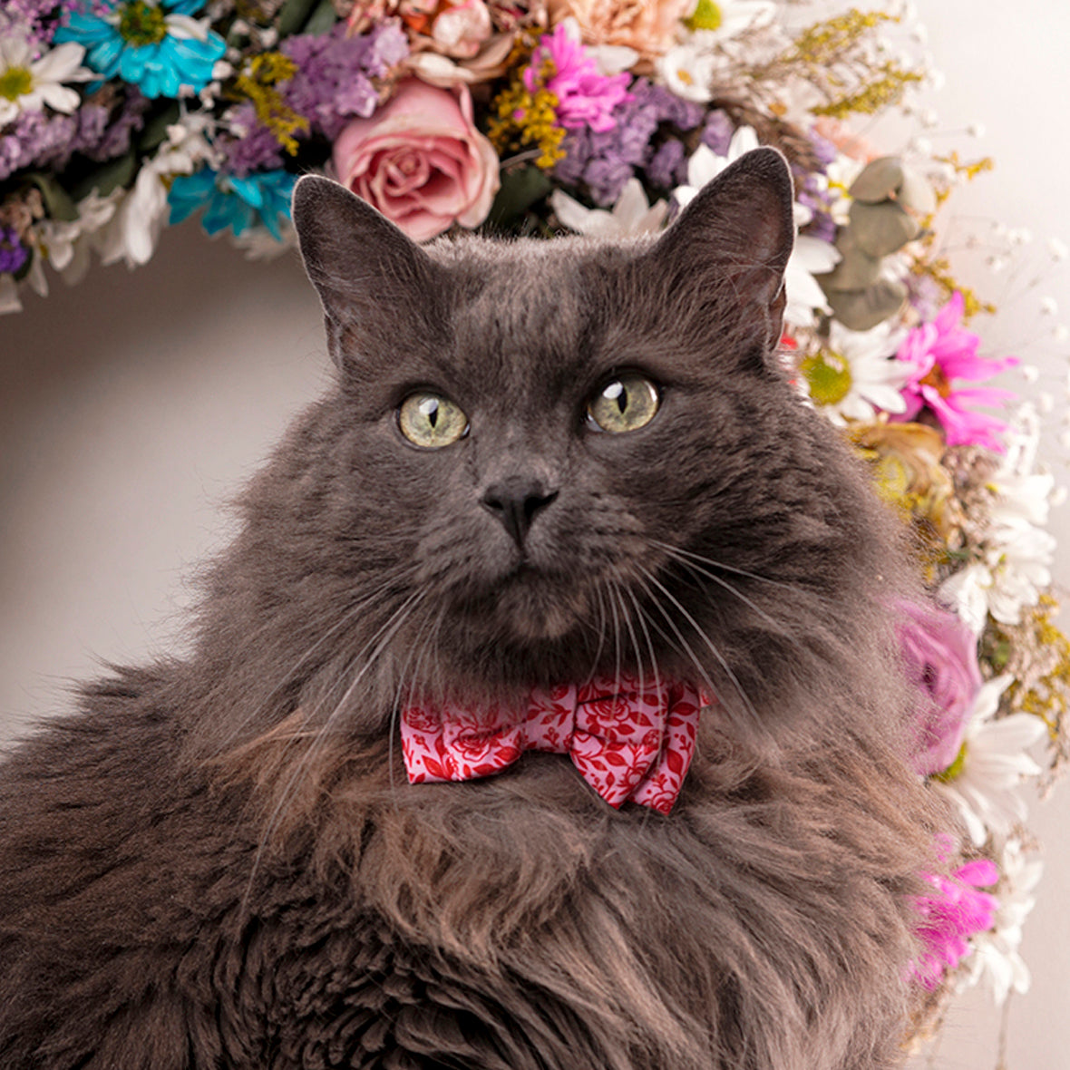 Corbatín para gatos rosado rosas flores elegante cats and roses mascota