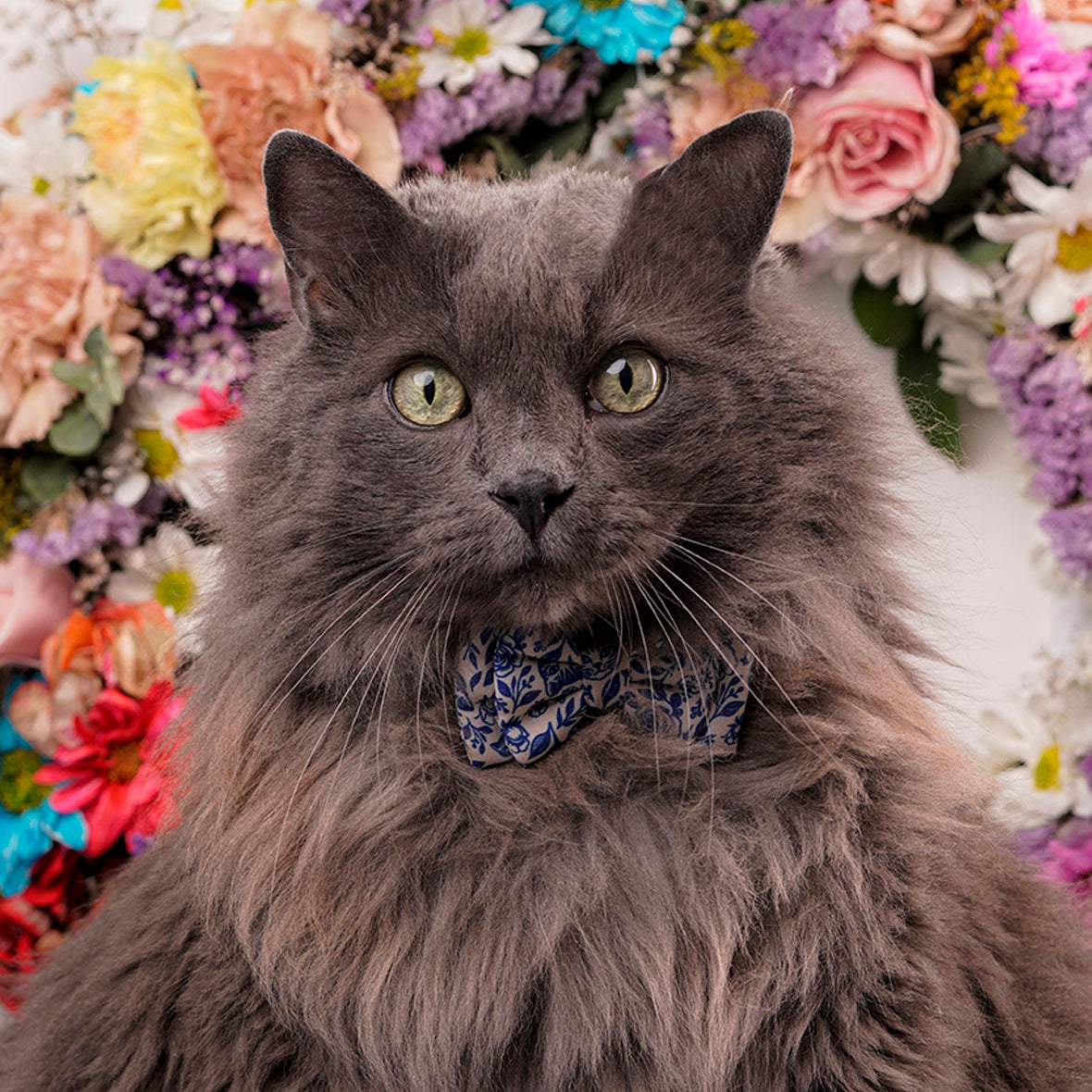 Corbatín para gatos azul rey rosas delicadas cats and roses mascota elegante