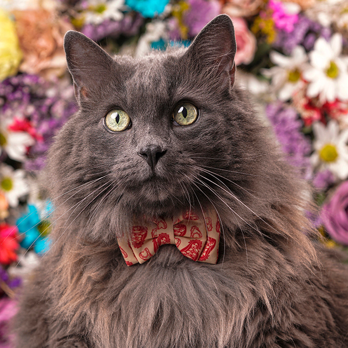 Corbatín para gatos virgen de los gatos religioso rosas bendición felino