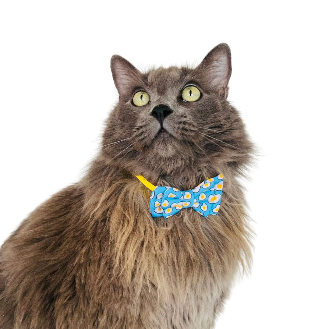 Corbatín para gatos