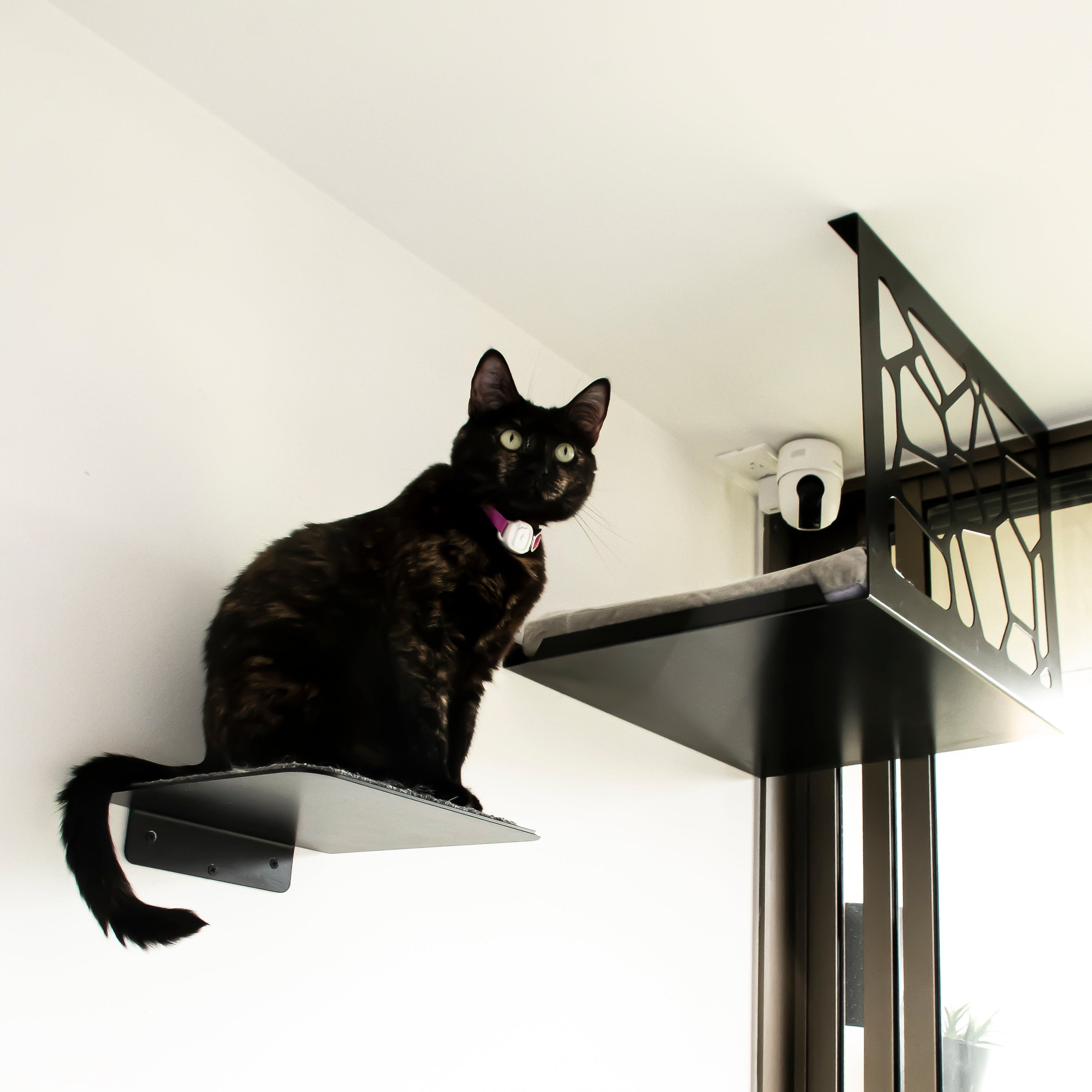 cama flotante para gato