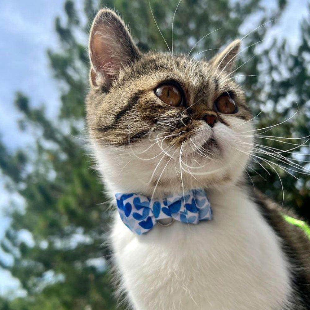 Corbatín para gatos cian