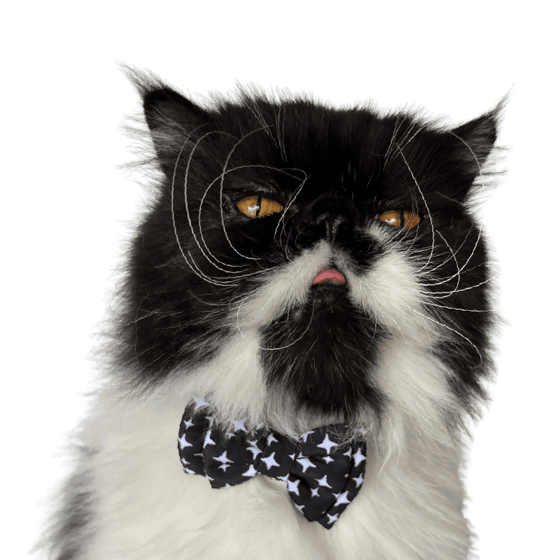 Corbatín para gatos.
