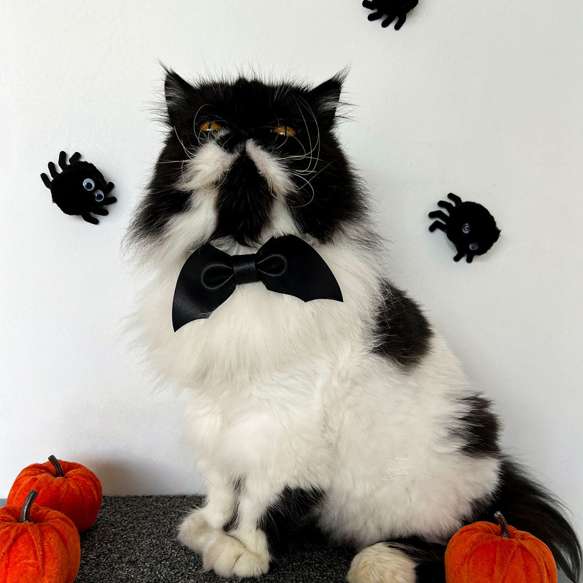 Corbatín para gato con broche de seguridad. accesorios de Halloween. Accesorios para gato
