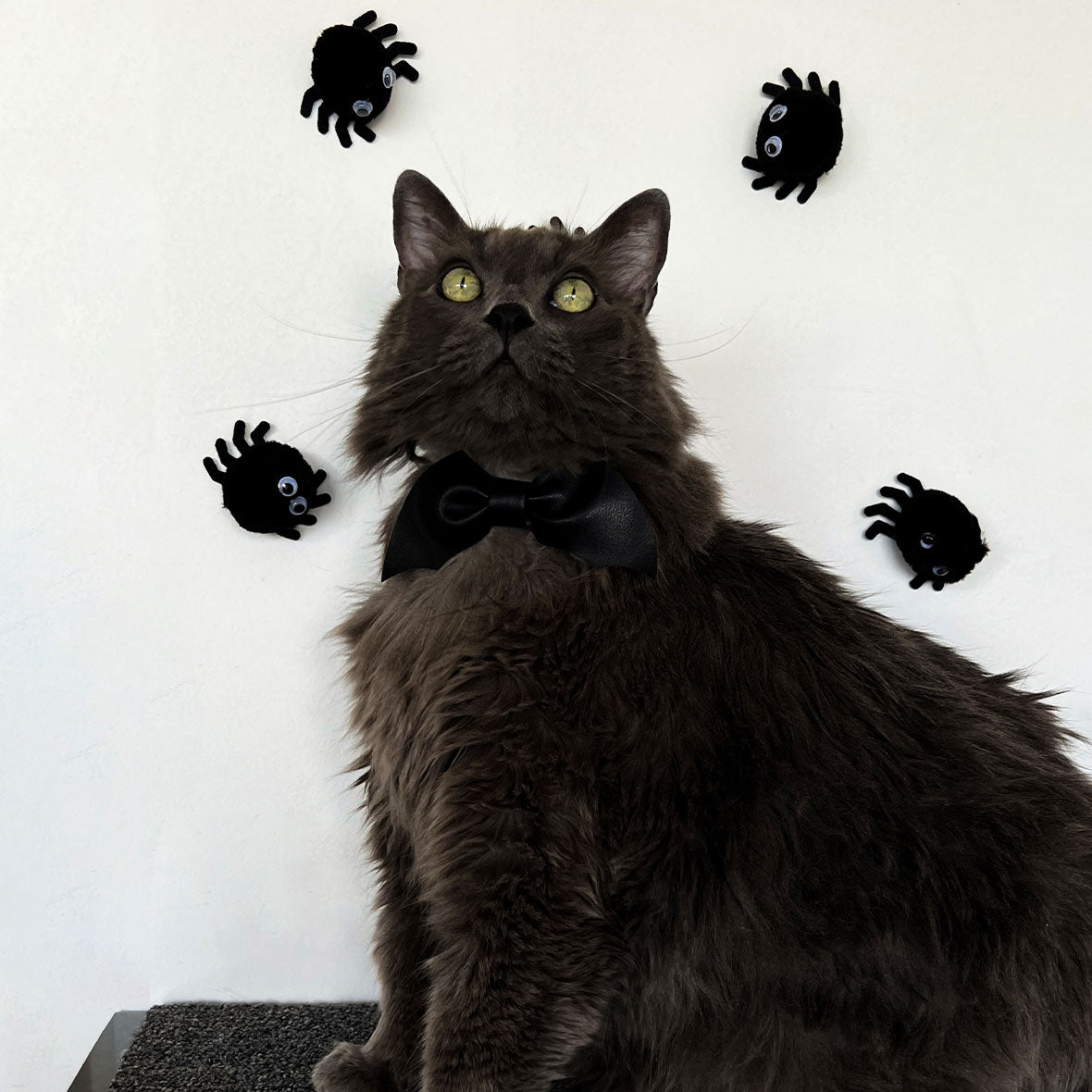 Corbatín para gato con broche de seguridad. accesorios de Halloween. Accesorios para gato