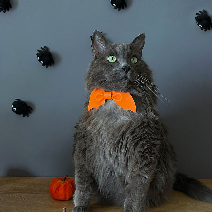 Corbatín para gato con broche de seguridad. accesorios de Halloween. Accesorios para gato