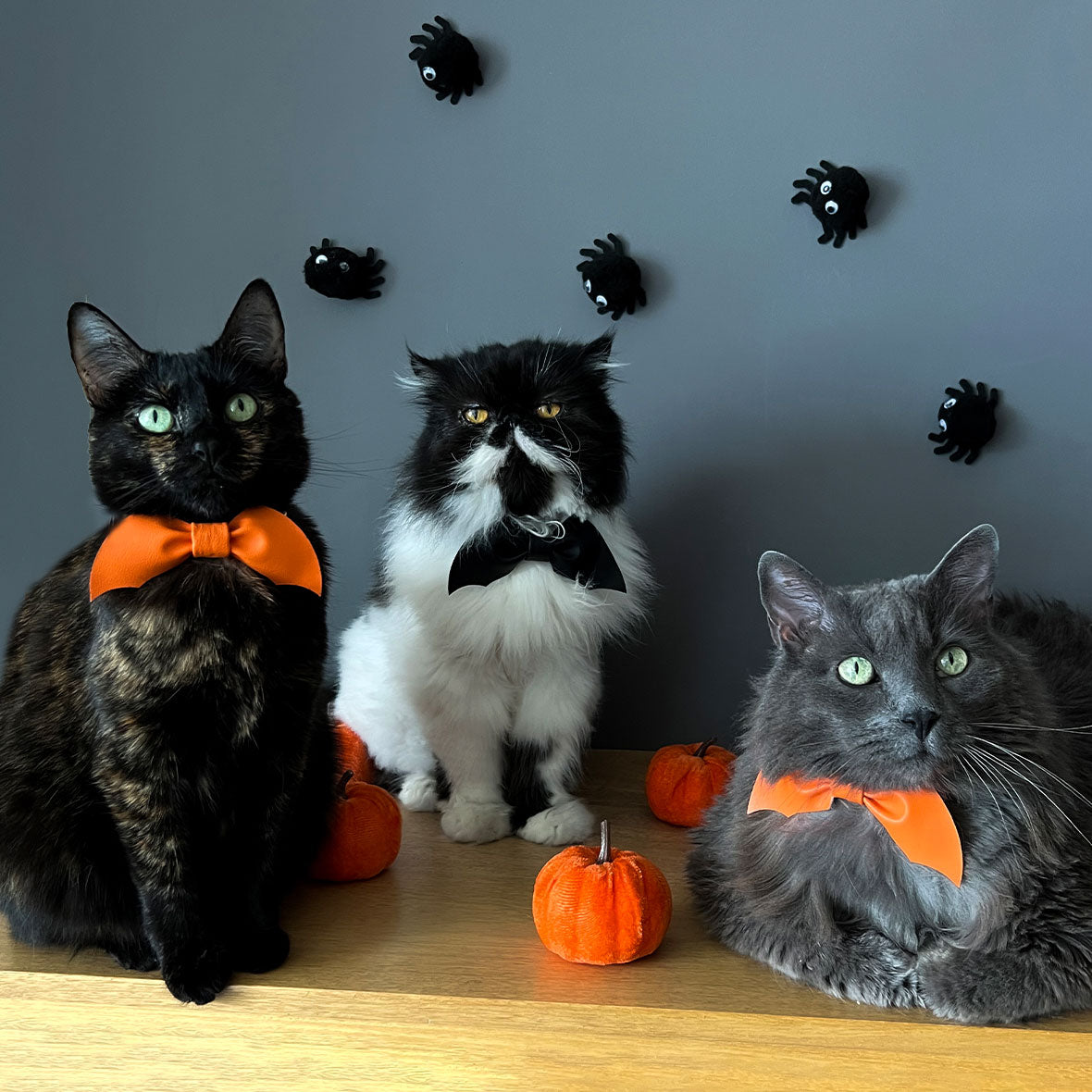 Corbatín para gato con broche de seguridad. accesorios de Halloween. Accesorios para gato