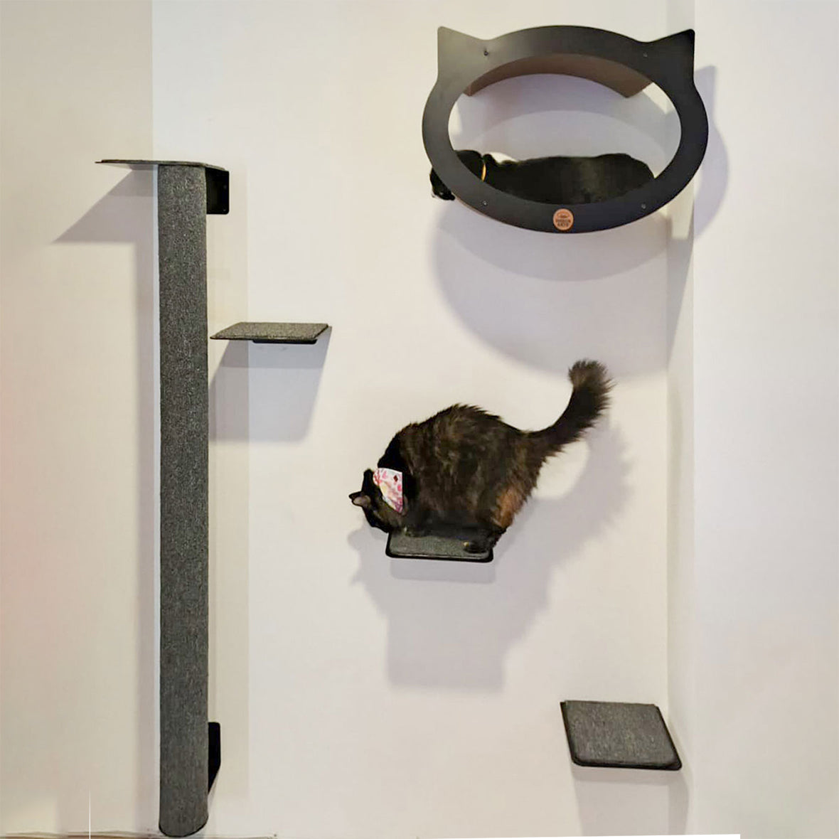 Gimnasio para gatos Foxy