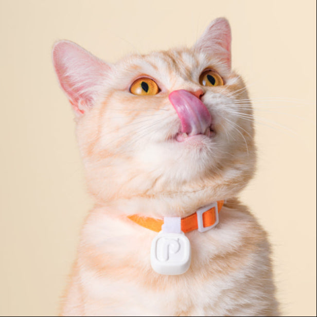 Lavvie TAG kit de iniciación: Tag + Cargador + Collar