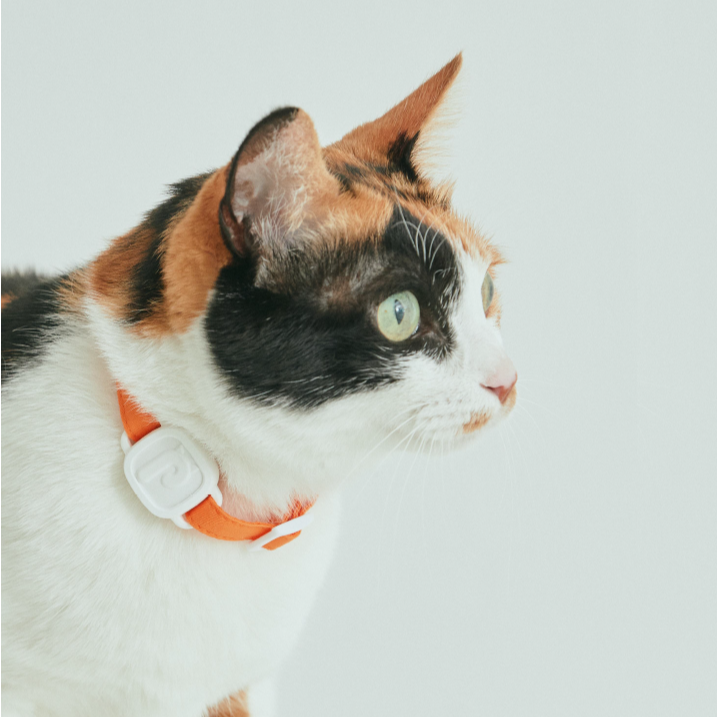 Lavvie TAG kit gato adicional + Collar