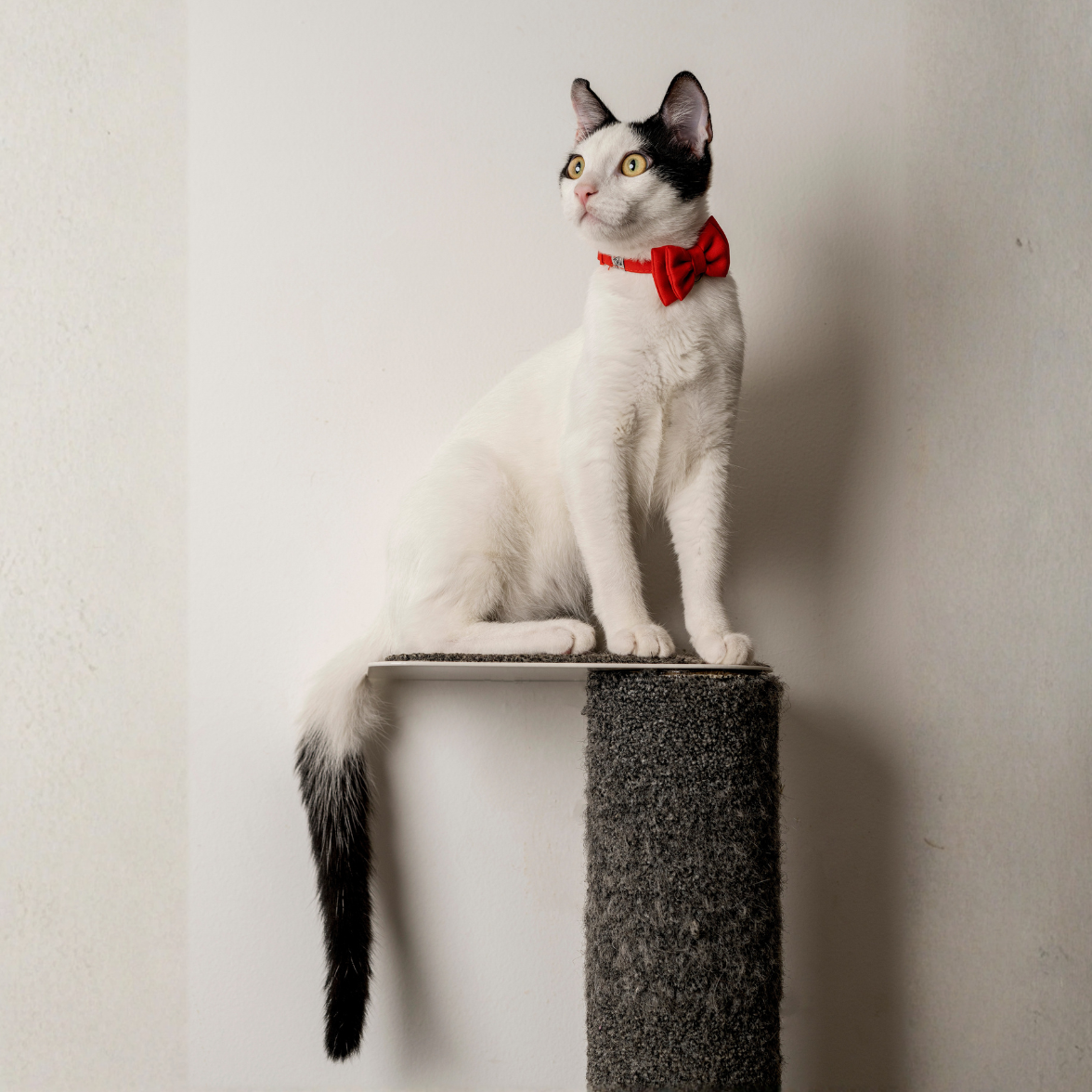 Rascador de pared vertical para gatos agarre máximo madera tapete escalón metal resistente
