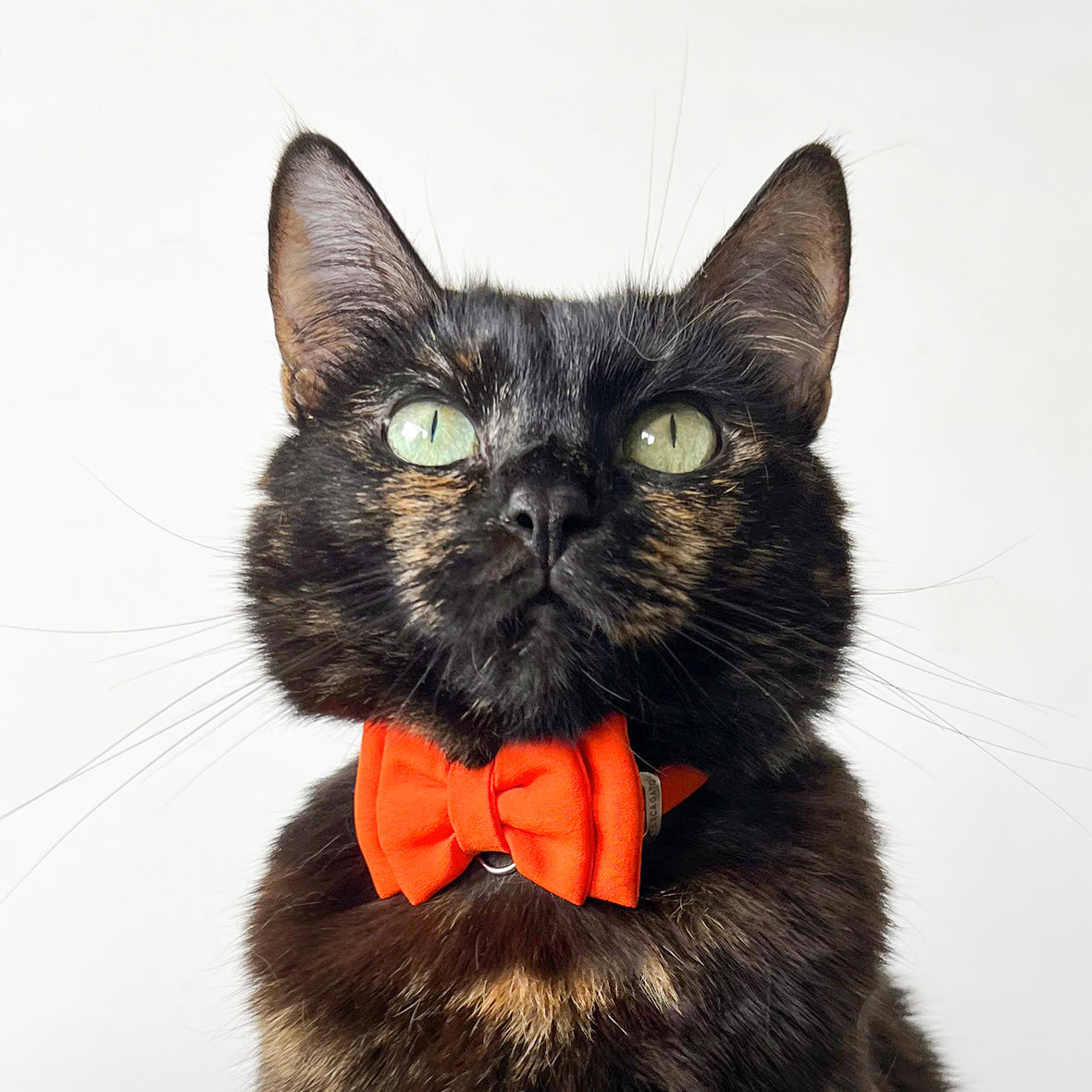 Corbatín gatos naranja unicolor premium broche seguridad liberación elegante argolla cromada
