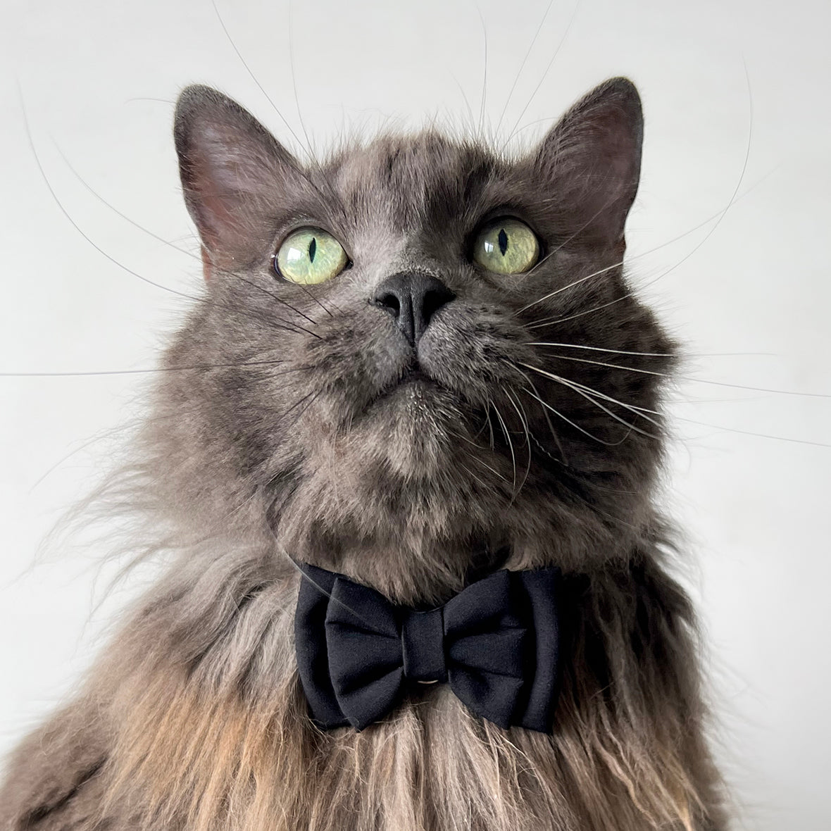 Corbatín para gatos negro elegante formal broche seguridad ajustable mascota