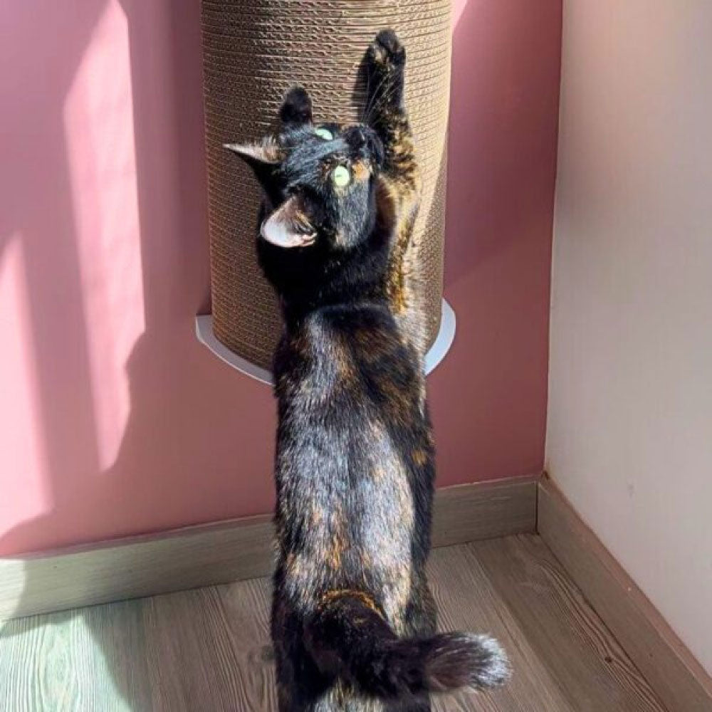 Rascador par agatos, de carton corrugado doble pared, anclado a la pared, verticalmente