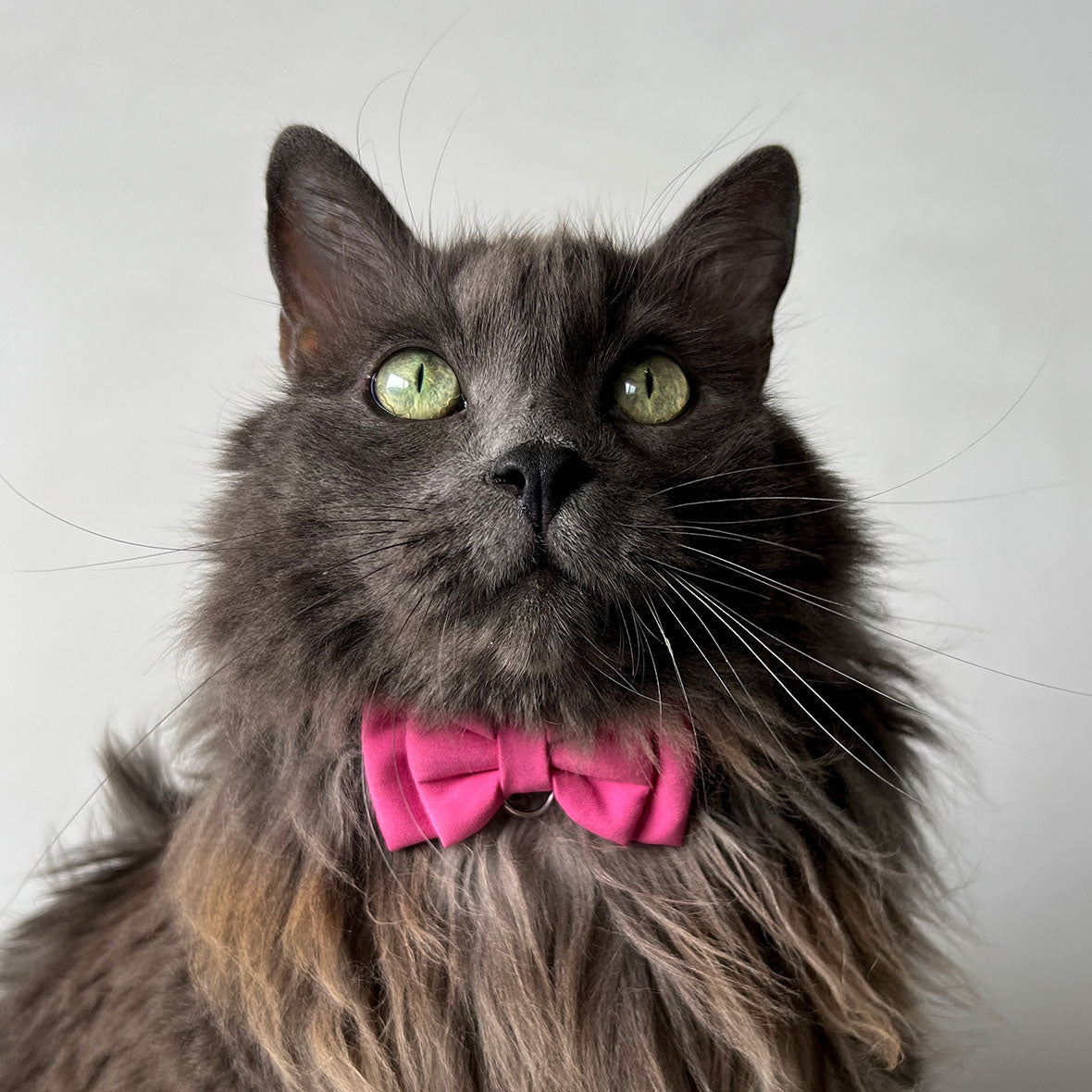 Corbatín para gatos rosa unicolor broche de seguridad de liberación anti ahorcamiento ajustable