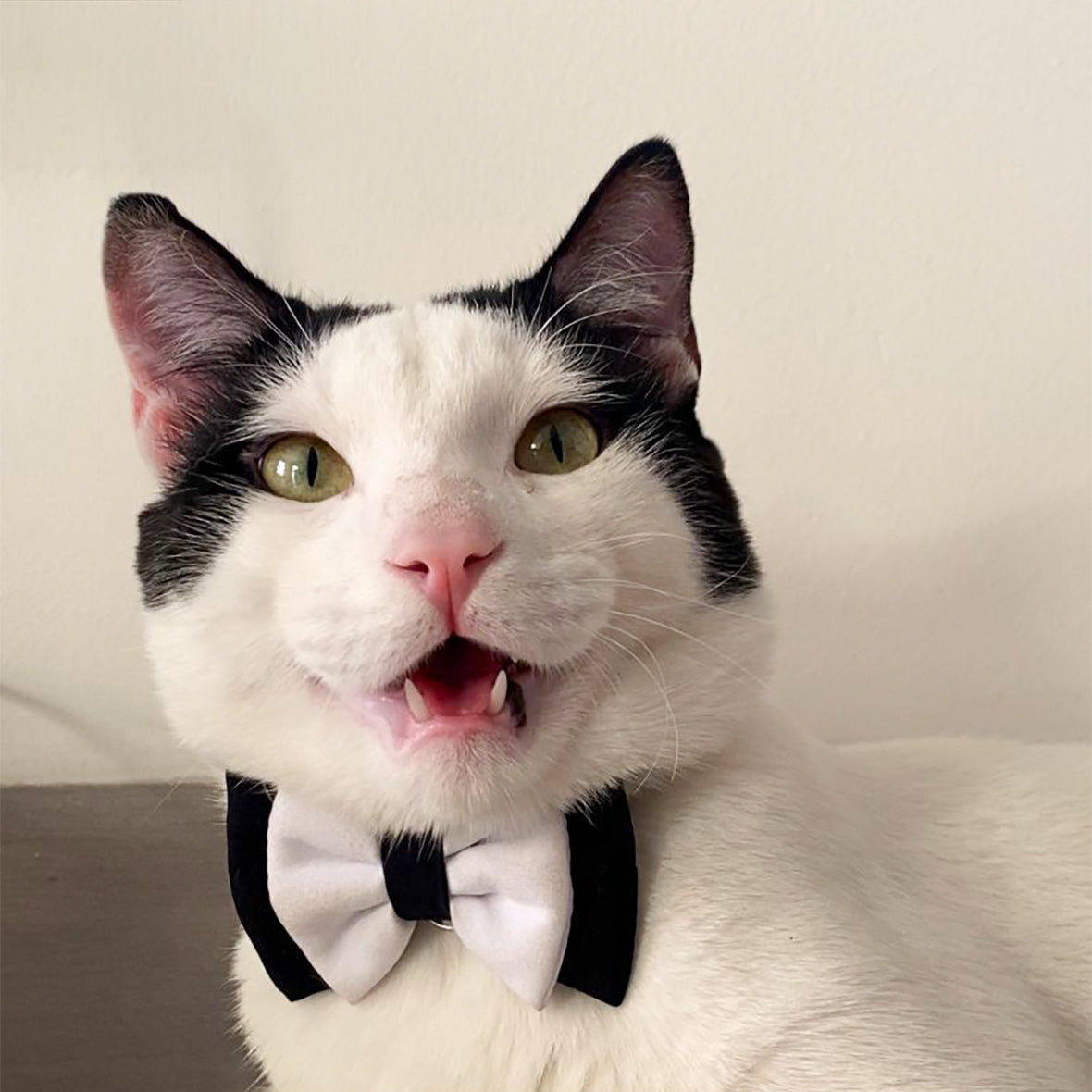 Corbatín para gatos Smoking broche seguridad para gatos anti ahorcamiento ajustable elegante boda