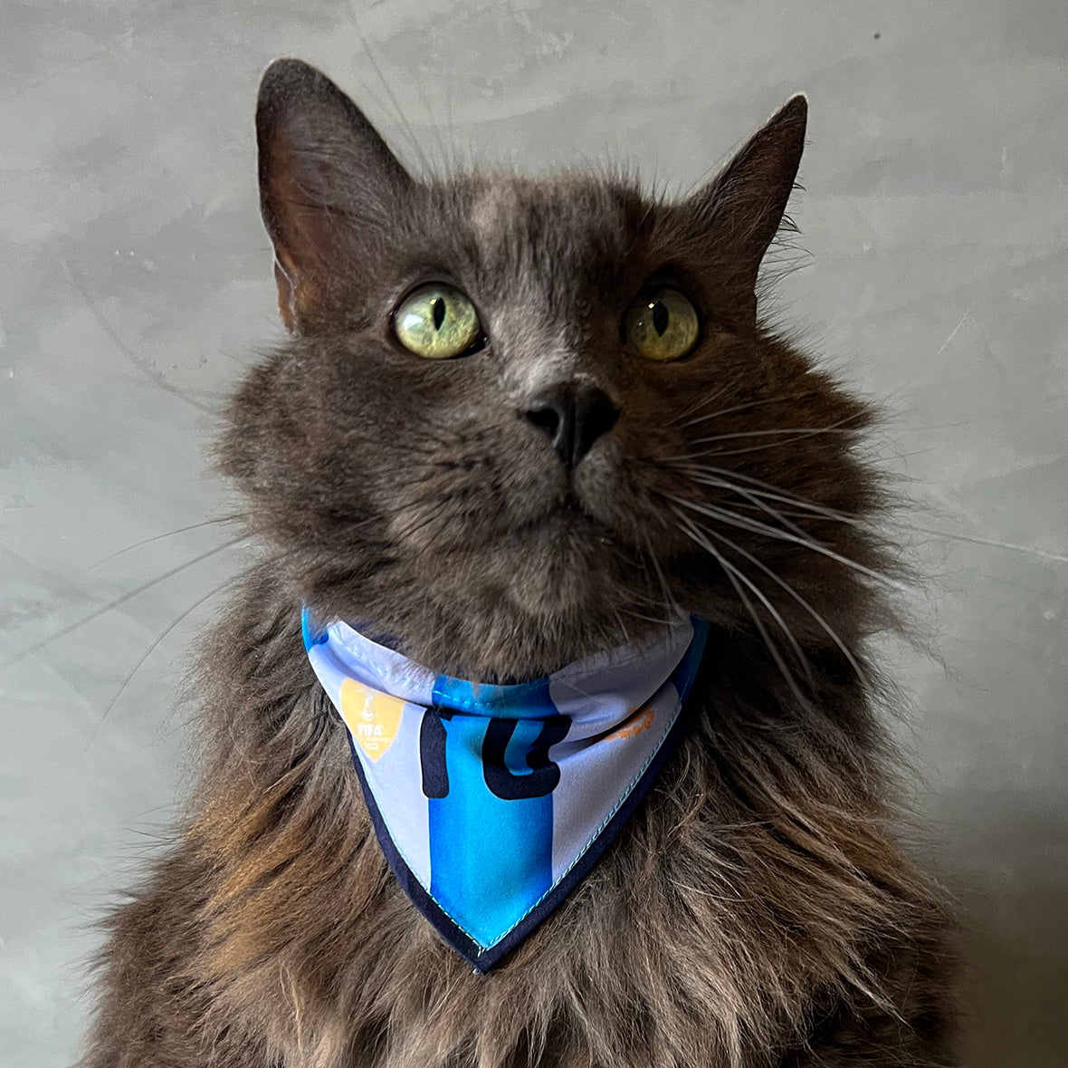 Pañoleta gatos selección Argentina mundial 2026 corbatín deportivo fútbol oficial
