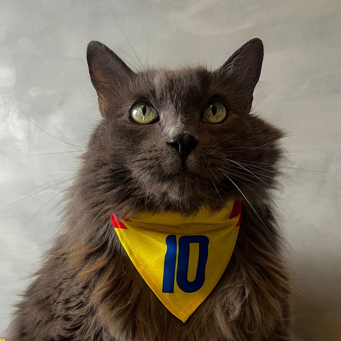 Pañoleta gatos selección felina Colombia mundial 2026 tricolor fútbol

