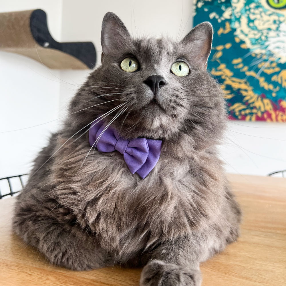 Corbatín Lila unicolor