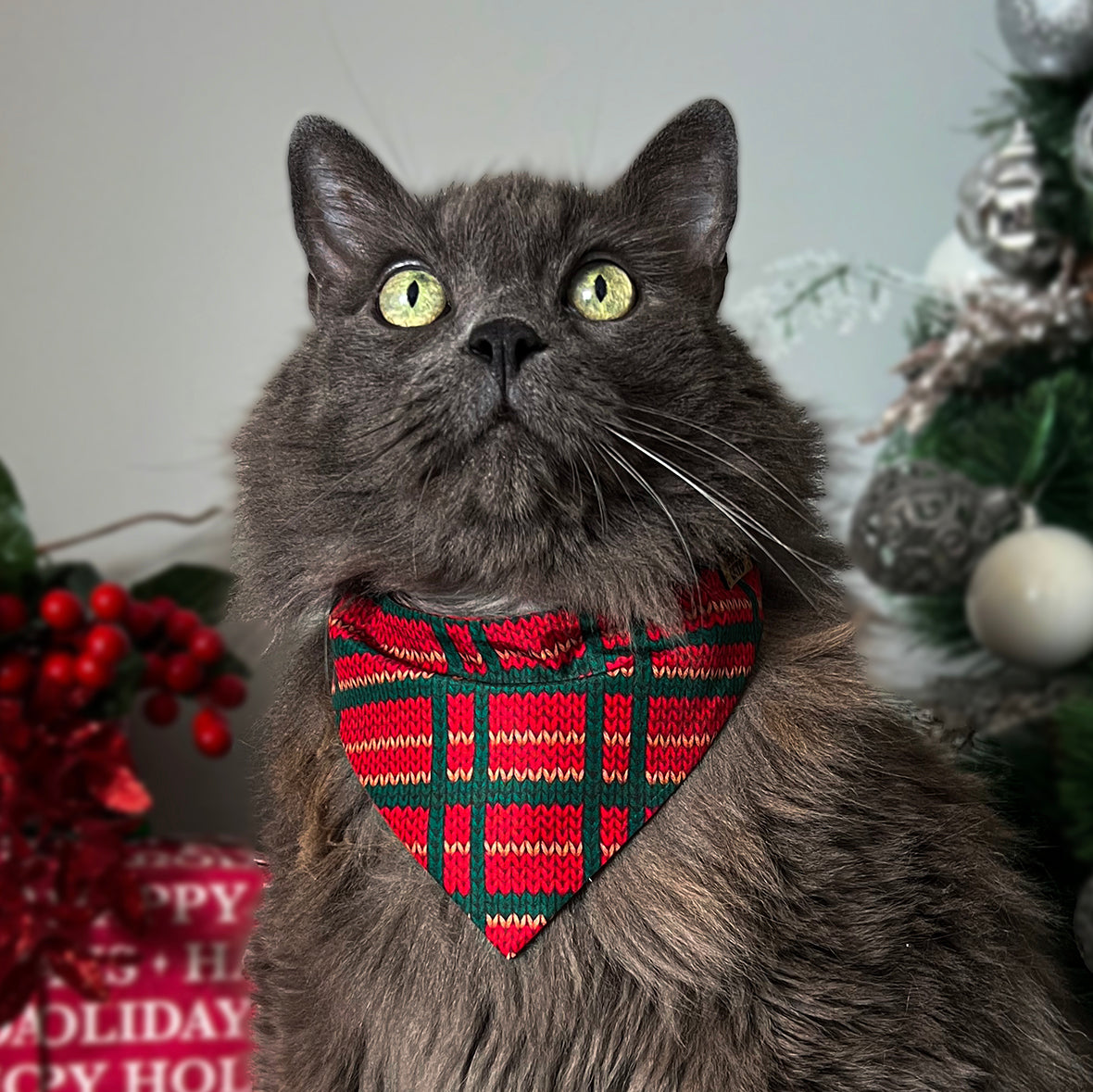 corbatin para gatos navicat xmas