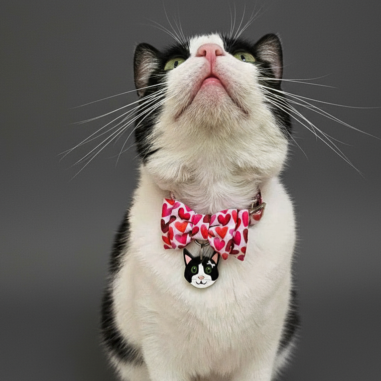 plaquitas de identificación para gatos - paquitas ID - plaquitas personalizadas