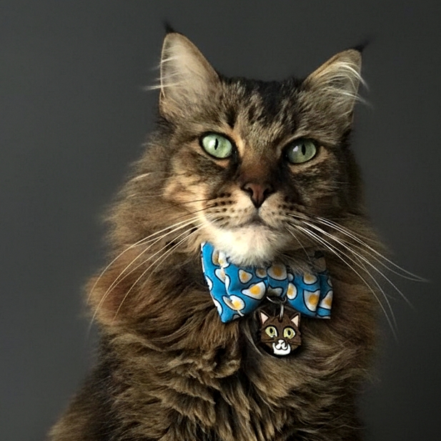 plaquitas de identificación para gatos - paquitas ID - plaquitas personalizadas