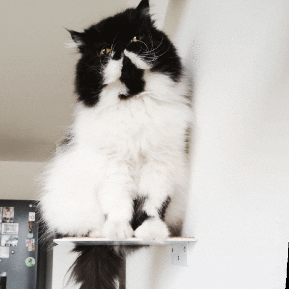 Escalones de acenso paara gatos 