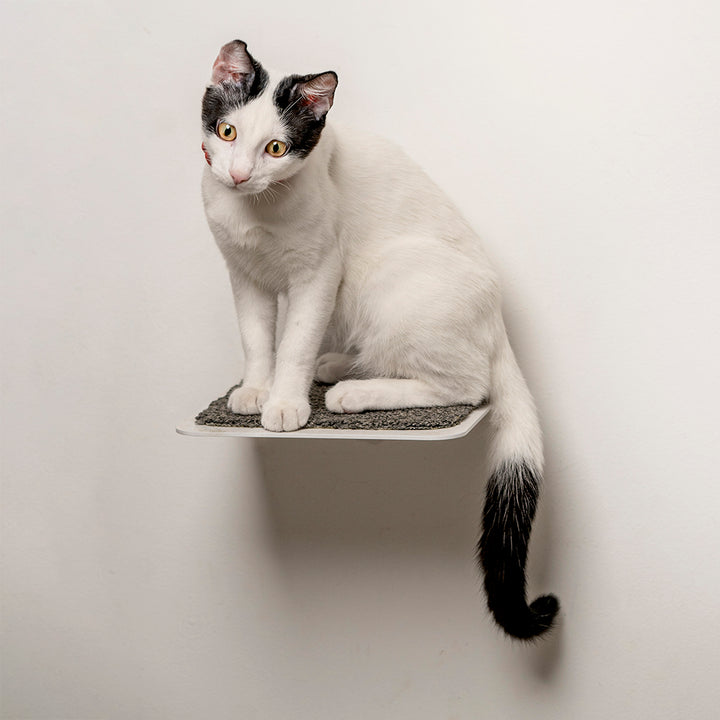 Escalón de ascenso para gatos. Gimnasios para gatos