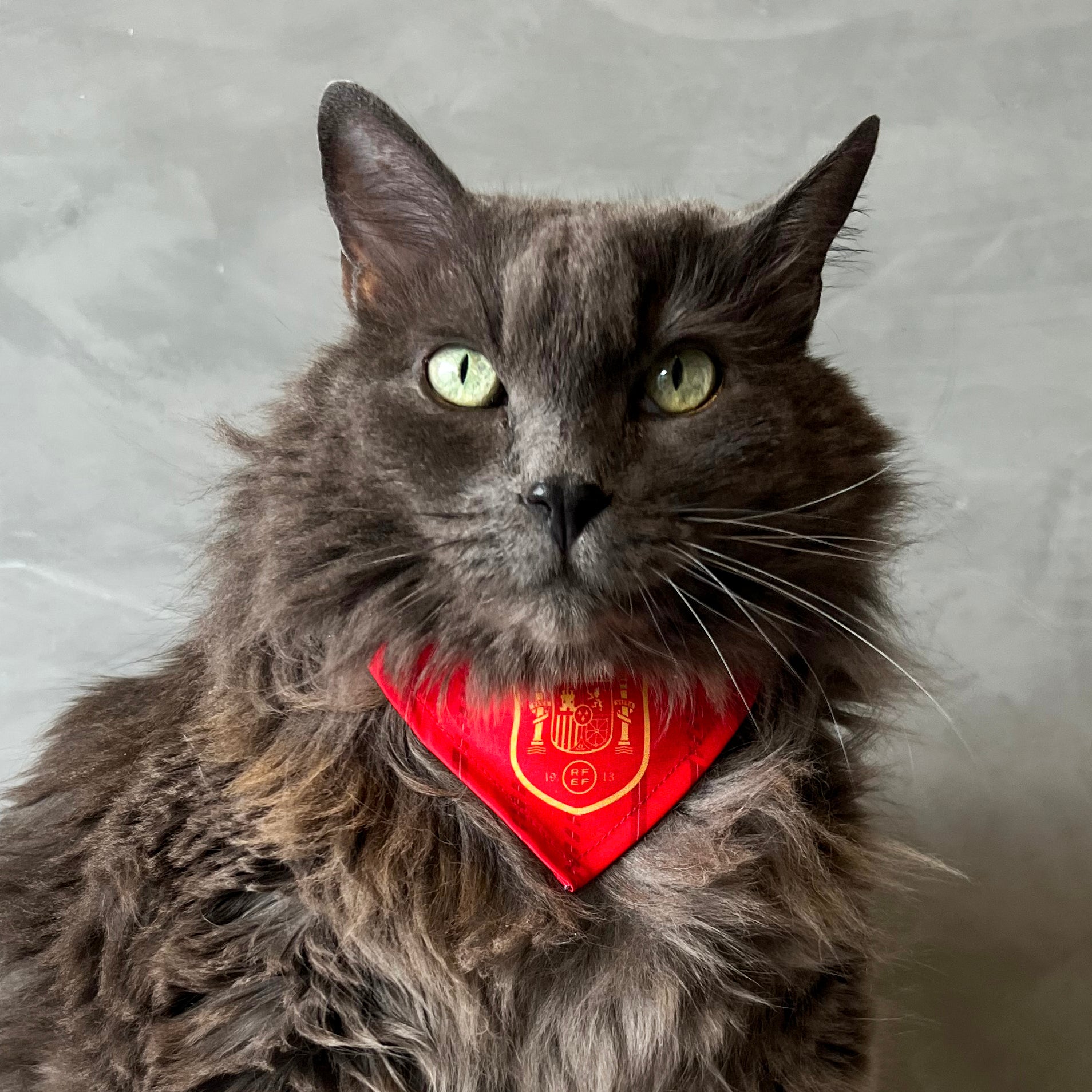 Pañoleta gatos selección felina España mundial 2026 bandana