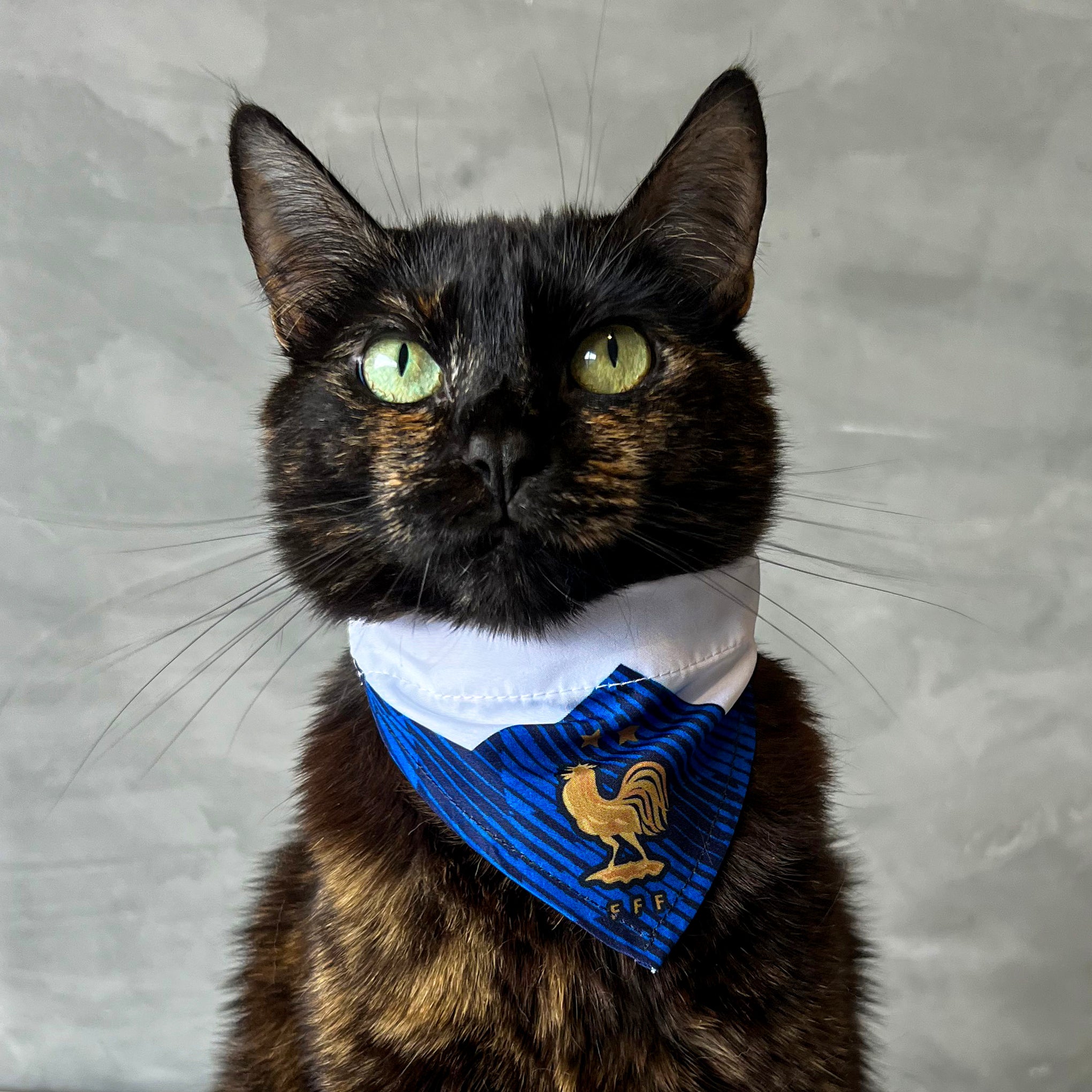 Pañoleta gatos selección felina Francia mundial 2026 corbatín fútbol
