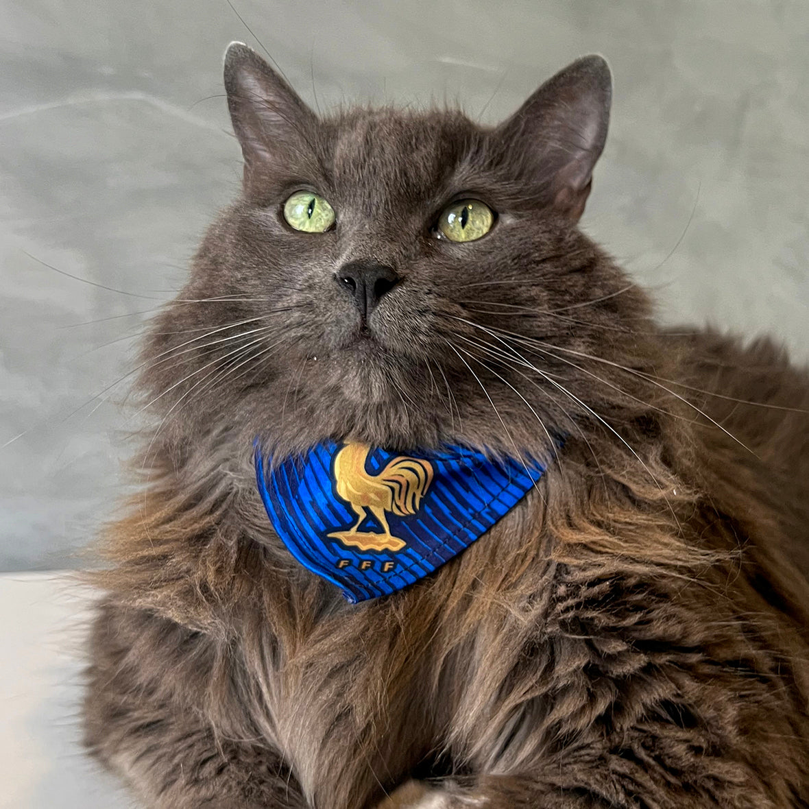 Pañoleta gatos selección felina mundial 2026 deportivo fútbol oficial
