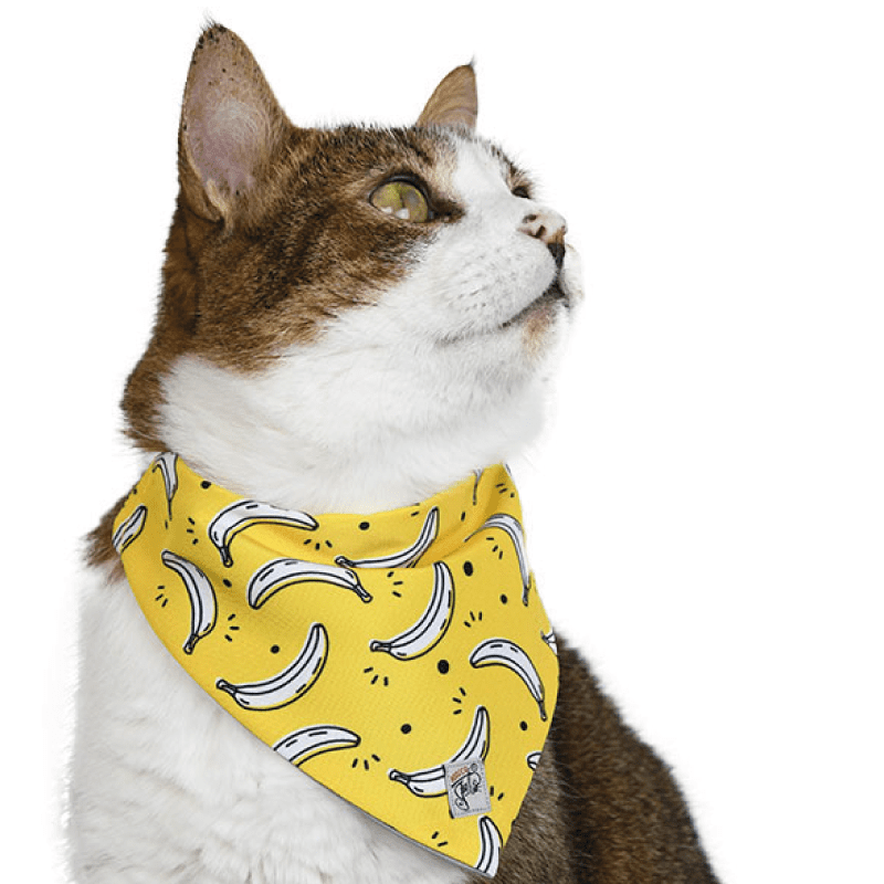 Pañoleta para gato con nudo 