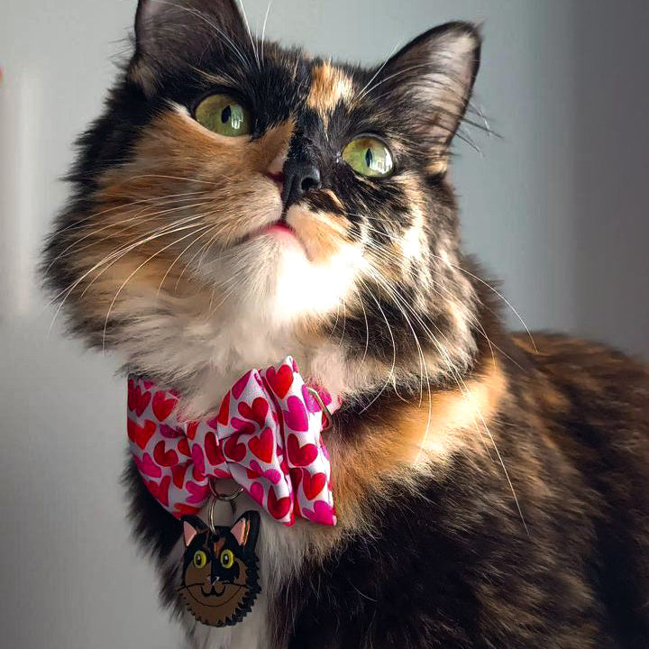 plaquitas de identificación para gatos - paquitas ID - plaquitas personalizadas