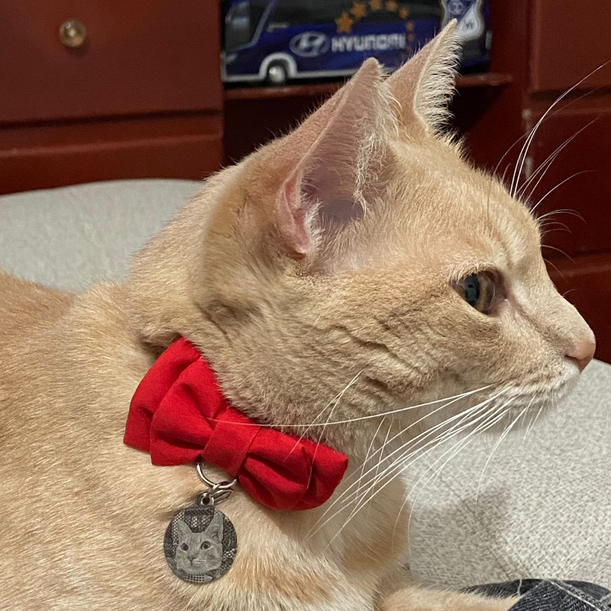 plaquitas de identificación para gatos - paquitas ID - plaquitas personalizadas