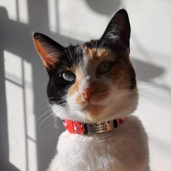 plaquitas de identificación para gatos - paquitas ID - plaquitas personalizadas