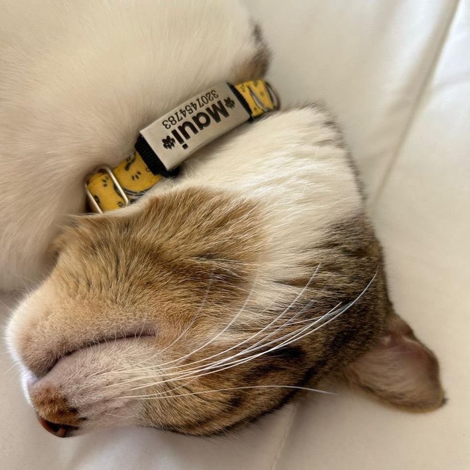 plaquitas de identificación para gatos - paquitas ID - plaquitas personalizadas